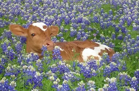 A cow chilling in a field of flowers